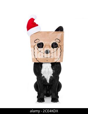 borsa di carta per cani babbo natale sulla testa Foto Stock