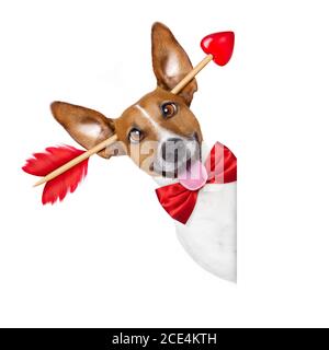 pazzo in amore valentines cane Foto Stock