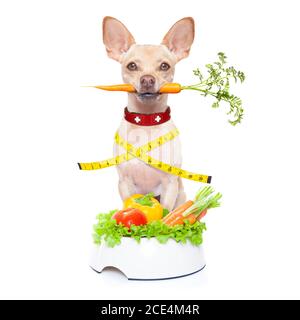 cane sano affamato Foto Stock
