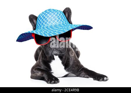 bulldog francese in vacanza Foto Stock