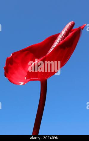 Un giglio di pace rosso stupefacente isolato contro un cielo blu chiaro e luminoso. Bella vista di alto dettaglio il petalo di questo fiore e gambo unico. Foto Stock