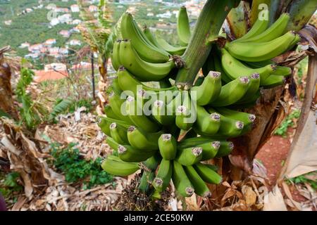 Primo piano di banane sugli alberi in Madeira Foto Stock