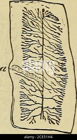 . Elementi essenziali della diagnosi. Organizzato sotto forma di domande e risposte preparate specialmente per gli studenti di medicina . Testa.. Foto Stock