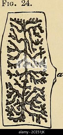 . Elementi essenziali della diagnosi. Organizzato sotto forma di domande e risposte preparate specialmente per gli studenti di medicina . Foto Stock