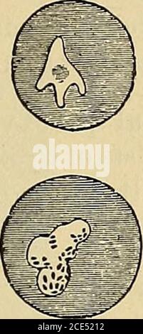 . Elementi essenziali della diagnosi. Organizzato sotto forma di domande e risposte preparate specialmente per gli studenti di medicina . Foto Stock