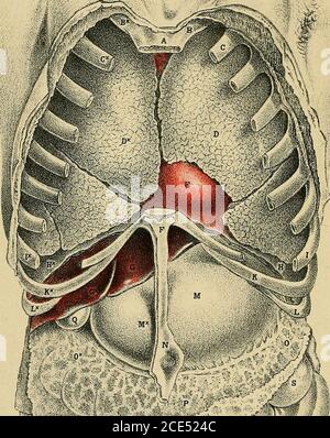 . Elementi essenziali della diagnosi. Organizzato sotto forma di domande e risposte preparate specialmente per gli studenti di medicina . ^^-^^ i*- ...^ i f ^essentialsofdiag00soli Foto Stock