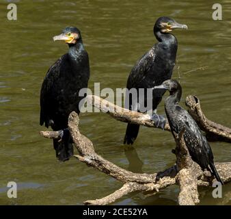 Due grandi cormorani, Phalacrocorax carbo, con piccolo cormorano nero, Phalacrocorax sulcirostris, su un tronco sovrastante acqua in Outback Australia Foto Stock