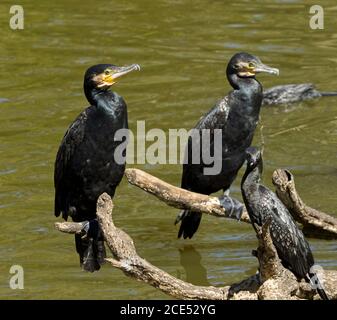 Due grandi cormorani, Phalacrocorax carbo, con piccolo cormorano nero, Phalacrocorax sulcirostris, su un tronco sovrastante acqua in Outback Australia Foto Stock