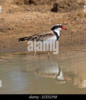 Bellissimo piccolo uccello, Black-fronted Dotterel, Elseyornis melanops, guado e riflesso in acque poco profonde di una laguna nell'entroterra australiano Foto Stock