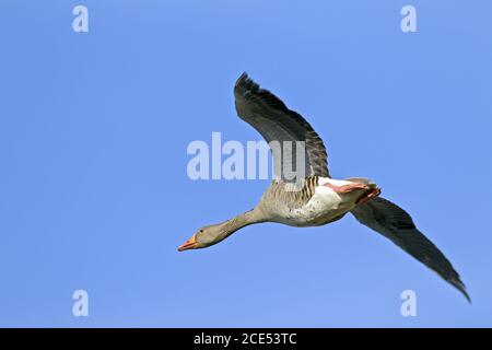 Greylag Oca uccello adulto in volo Foto Stock