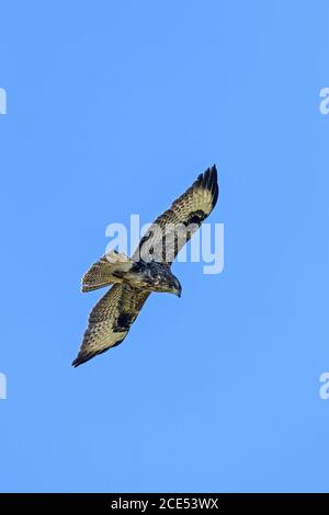 Una Poiana in volo Foto Stock