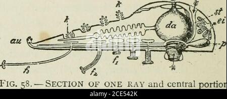. Zoologia per principianti . Fig. 57. - Starfish, dal basso; piedini del tubo estesi. -Sezione di un raggio e porzionecentrale di stelle marine./, fi.,/?, piedi di tubo più o meno estesi; att, punto oculare;k, gils; da, stomaco; ;;/, niadreporite; &t, canale di pietra;/, ampolla; ei ovaio. Foto Stock