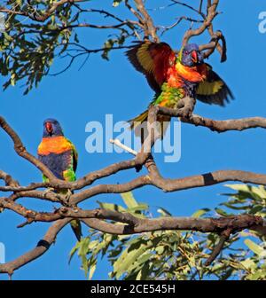 Coppia di lorikeets australiani arcobaleno dai colori vivaci, uno con le ali allungate, in albero contro il cielo blu. Foto Stock