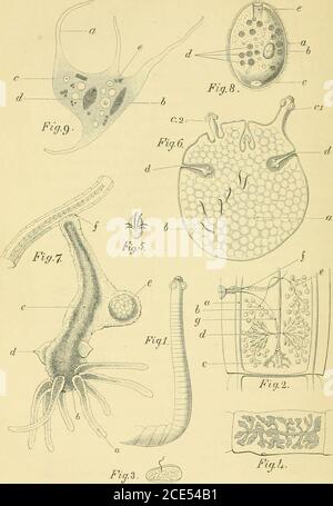 . Forme di vita animale; trattandosi di schemi di classificazione zoologica basati su indagini anatomiche e illustrati da descrizioni di esemplari e di figure. I, o almeno non più direttamente che implicando nella generalsoluzione e riarrangiamento in piccole masse rotonde, E ulti-mately in pseudonavicellae,^ che l'intero parenchimasubisce dopo encastation, e che costituisce la maggior parte di ciò che sappiamo della storia di sviluppo di Gregarinae. Vedere, per un resoconto generale di Gregarinae, Kolliker, Icones His-tiologicae, i., pag. 7. Vedi anche lieberkuhn, Archiv. Fiir Anatomi Foto Stock