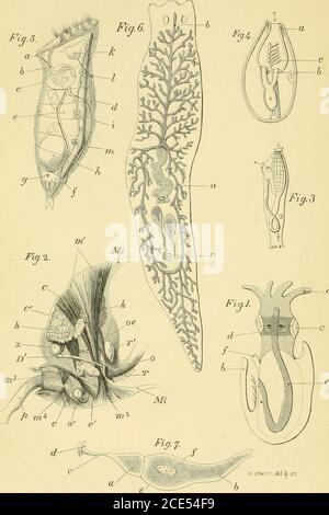 . Forme di vita animale; trattandosi di schemi di classificazione zoologica basati su indagini anatomiche e illustrati da descrizioni di esemplari e di figure . 29 dell'Asteroidea come invalidante, pro tanto, Midlers dictum, che quest'ultima classe da sola di Echinodermata possiede uno scheletro aninterno, vedi Semper, Reisen in Archipel des Philli-piden, Theil. ii, Hffc. iv., pag. 162 ; vedere anche Wrig-ht, British FossilEchinodermata delle formazioni olitiche, 1862, pag. 14. Per un confronto dello scheletro osseo di Asterias {Uraster) rnbens con quello Foto Stock