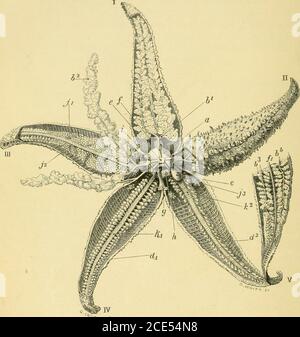 . Forme di vita animale; trattandosi di profili di classificazione zoologica basati su indagini anatomiche e illustrati da descrizioni di campioni e di figure. N atp. 133 supra, G. R. Trevirano, Zeitschrift fiir fisiologic, Bd. iii, HFT. 2, 1829, pp. 157-J72; citata da Claparede, I. c,P- 35^- per lo sviluppo, si veda Leuckart, l. c, 686; e Rathke, bei-trage zur Entwiekelungsgeschichte der Hirudineen (Nephelis,Clepsine), cit. In loco. Per l'esistenza di globuli di sangue nel sistema pseudemale, seeQuatrefages, Hist. NAT. Annales, 86^, i., pag. 63, ii., pag. 168, dove si/Uidea armata i Foto Stock