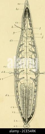 . Forme di vita animale; trattandosi di profili di classificazione zoologica basati su indagini anatomiche e illustrati da descrizioni di campioni e di figure di organi muciparosi o segmentali thetubulari che passano in avanti per perforare il dissepitiment, e terminano nel suo infundi-bulum nel segmento successivo di fronte. Per il sistema nervoso, vedere Lockhart Clarke, Royal Societys Pro-Ceedings, vol.viii., 1857, pag. 343; vedere anche Quatrefages, Ann. Sci.Nat., Ser. iii., Torn, viii., 1847, p. 36; Morren, De LumbriciTerrestris Historia naturali necnon Anatomia Tractatus, 1829,Tabs, xix.-xxi., fichi, i an Foto Stock