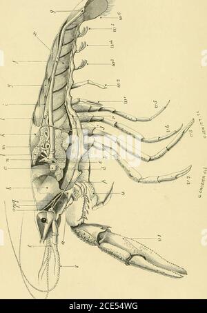 . Forme di vita animale; trattandosi di schemi di classificazione zoologica basati su indagini anatomiche e illustrati da descrizioni di campioni e di figure. E anatomia esterna dell'orderOrthoptera e della famiglia Blattinae, si veda Fischer, Orthop-tera europea, pp. 5-32, pp. 84-88, pis. i., ii, e vii. Per un resoconto della receptacula seminis, cfr. Siebold in MiillersArchivio., 1837, pag. 408. Per l'apertura di questi e degli altri condotti dell'apparato riproduttivo si veda Huxley, Linn.Soc. Trans, ii., vol. xxii., pag. 231, 1858. Per il numero di articolazioni nelle antenne dei crostacei, vedere Spen Foto Stock