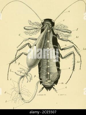 . Forme di vita animale; trattandosi di schemi di classificazione zoologica basati su indagini anatomiche e illustrati da descrizioni di esemplari e di figure. D 9, figg. I e 2.per una figura schematica dell'organo di Bojanus, vedi Lacaze Duthiers, Ann. Sci. NAT., Ser. iv., Torn, iv., 1855, riprodotto da V. Hessling, /. c, pi. v., fig. 6. 198 Descrizione delle piastre. Per un resoconto completo dell'anatomia dell'organo, vedi Langer, Denkschriften Akad. Filo. Wien. xii., Bd 1856, pag. 39, i. Taf., figg. 3 e 4. Per le figure del sistema muscolare, vedere poli, Testacea UtriusqueSieiliae, tab. ix., Foto Stock