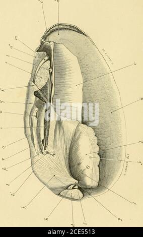 . Forme di vita animale; trattandosi di schemi di classificazione zoologica basati su indagini anatomiche e illustrati da descrizioni di esemplari e di figure. Ures della Carinaria eteropodosa e della Pte-rotrachea in V. Carus^ Icones Zootomicae, tab. xx., fig. 13;Gegenbaur, Untersuchungen iiber Pteropoden, und Hcteropo-den, 1855, tab. vii., fig. i; vergleichende anatomic, p. 325,fig. 83.i due gruppi di organi di senso speciale, uditivo e teoftalmico, sono così visti in Gasteropoda essere entrambi in connessione con gli stessi centri nervosi. L'attacco, tuttavia, dell'oticvescicola e ne Foto Stock