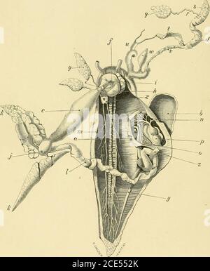 . Forme di vita animale; trattandosi di profili di classificazione zoologica basati su indagini anatomiche e illustrati da descrizioni di campioni e di figure. rom dietro le trirnks arteriose. Al di sotto di queste strutture il nervo laringeo ricorrente passa alla thelarynx. t. Tiroide proprio, di cui le masse ghiandolari appena dette possono essere considerate come divaricazioni. È posto appena inter-nalmente alla vena giugulare. Il Timo non è visto in questa figura, disteso molto indietro come vicino all'angolo della mandibola.vedere Ecker^s Icones Physiologicae, tab. vi., fig. 5; Remak, Entwickelungsgeschichte d Foto Stock