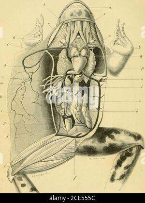 . Forme di vita animale; trattandosi di profili di classificazione zoologica basati su indagini anatomiche ed illustrati da descrizioni di esemplari e di figure. D visto essere ripiegato su se stesso in modo da formare un sacchetto con la sua concavità verso l'alto. La parte posteriore di questo tendinariceve sul suo bordo inferiore il tendine di un muscolo cutaneo che è figurato come fissato al suo angolo esterno, e higherup riceve il tendine principale di origine del muscolo w, ed è infine prolungato sia separatamente che in connettionecon il tendine dei bicipiti fino al coracoide. X. bicipiti. Il suo tendine è visto correre Foto Stock