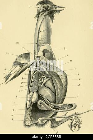 . Forme di vita animale; trattandosi di schemi di classificazione zoologica basati su indagini anatomiche e illustrati da descrizioni di campioni e di figure, si osserva l'estremità tagliata di uno dei grandi campioni di sangue dell'arto posteriore. Le seguenti peculiarità nel sistema tegumentale meriterenotice: – l'assenza di capelli da una parte della porzione anteriore del muso, la cosiddetta muffola,^ in cui si vedono gli orifizi del rat comune. 173 le narici; la presenza sul muso, come pure sugli occhi, di lunghe setole tattili, che, come i grandi occhi e le orecchie, si accaniscono con Foto Stock