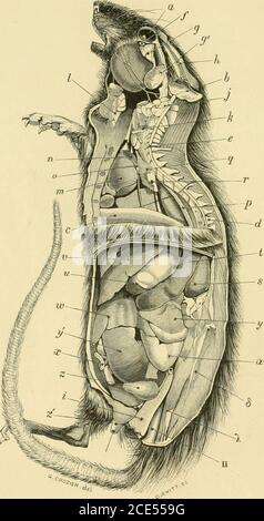 . Forme di vita animale; trattandosi di schemi di classificazione zoologica basati su indagini anatomiche e illustrati da descrizioni di esemplari e di figure . 857, pag. 125, pi. i., figg. 1-7. Per una rappresentazione schematica delle relazioni reciproche di parti deleterie di una Sponge, si veda il professor Huxley, Introductionto the Classification of Animals, 1869, pag. 15, fig. 4. 166 descrizioni dei preparati. Per l'istologo delle Spongiadae, vedere Kolliker, leones Histio-logicae, 1864, i.^ p. 46, e Dr. Bowerbank, i.e., passim. Per le varie opinioni che sono state prese in considerazione sulla posizione o Foto Stock