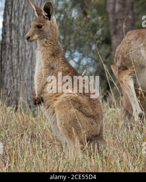 Bel canguro australiano grigio orientale, grande joey, nel selvaggio, in umore pensivo, con sfondo di alte erbe e alberi Foto Stock