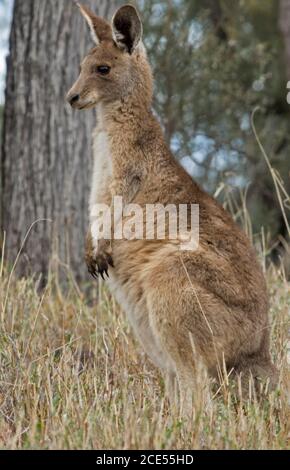 Bel canguro australiano grigio orientale, grande joey, nel selvaggio, in umore pensivo, con sfondo di alte erbe e alberi Foto Stock