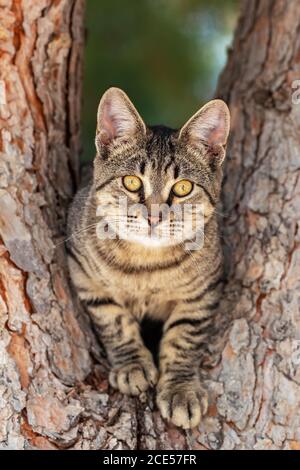 Ritratto del gatto domestico sull'albero Foto Stock