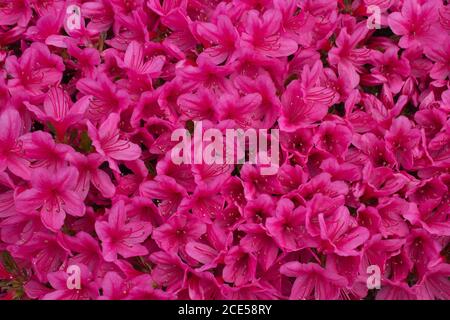 Vibrant Pink fiore sfondo di Rhododendron Obtusum grex, sezione Tsutsusi Foto Stock