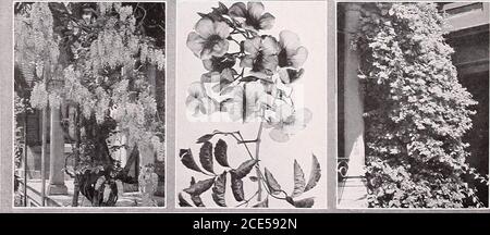 . Armstrong Nurseries. ets, duro e facilmente cresciuto. In vaso, 50 centesimi e 1.00 dollari. Nefrolepsis bostoniensis. Boston Fern. Felci ben knowntropical. In vaso, da 1.50 a 3.00 dollari. Nefrolepsis exaltata. Spada Fern. Fronts nar-ROW, di crescita verticale. In vaso, da 50 C a 1.00 USD. Nefrolepsis Roosevelti. Roosevelt Fern. Il finestof del tipo Boston Sword, essendo più ampio e più garante e più robusto del Boston Fern originale. In vaso, da 1.00 a 3.00 dollari. Nephrolepsis whitmani. Struzzo Plume Fern. Una varietà di finelyfringed del Boston Fern. In vaso, da 1.50 a 3.00 dollari. Polystichum angulare prolifera. Merletto Fern. Theleaves di Foto Stock