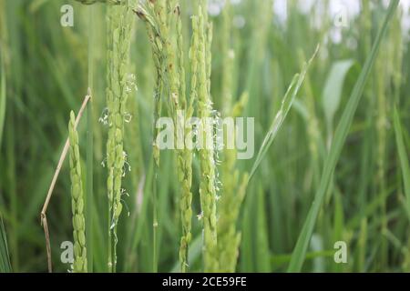 Forest spreading Mountain Farming campo di riso immagine di sfondo Foto Stock