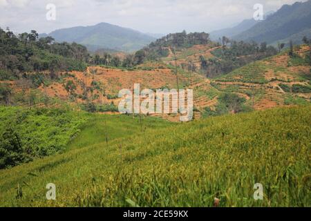 Forest spreading Mountain Farming campo di riso immagine di sfondo Foto Stock