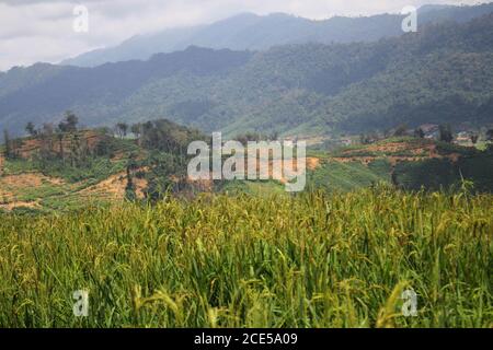 Forest spreading Mountain Farming campo di riso immagine di sfondo Foto Stock