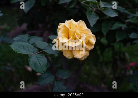 Rosa gialla isolata in un giardino a Lima, Perú, SouthAmerica, agosto 2020, durante il blocco. Rosa chinensis. Rosa chinna. Foto Stock