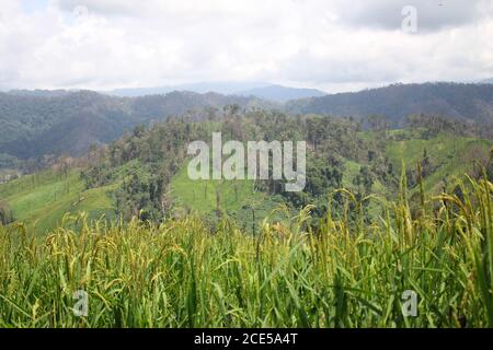 Forest spreading Mountain Farming campo di riso immagine di sfondo Foto Stock