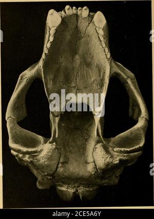 . I mammiferi terrestri e marini del Medio America e delle Indie Occidentali . Mirounga ANGUSTIROSTRIS.No. 445 campo Colombiano Mus. Coll. 5 nat. FIELD COLUMBIAN MUSEUM. PIASTRA LXIV, ZOOLOGIA.. Mirounga ANGUSTIROSTRIS.No. 445 campo Colombiano Mus. Dimensioni nat. Coll. JJ FIELD COLUMBIAN MUSEUM. PIASTRA LXV, ZOOLOGIA. Foto Stock