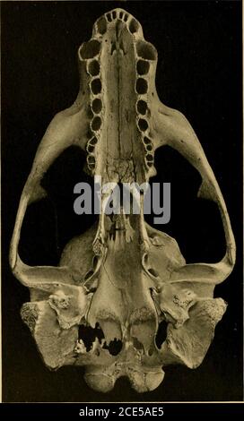 . I mammiferi terrestri e marini del Medio America e delle Indie Occidentali . ARCTOCEPHALUS TOWNSENDI.No 83617 U. S. N. Mus. Coll. dimensioni nat. I FIELD COLUMBIAN MUSEUM. PIASTRA LXI. ZOOLOGIA.. Arctocephalus townsendi.No 83617 U. S. N. Mus. Coll. 3 dimensioni naz. Foto Stock