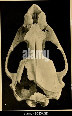 . I mammiferi terrestri e marini del Medio America e delle Indie Occidentali . MONACHUS THOPICALIS. N. I02;36 U S. Nat. Mus. Coll. Quasi ^ dimensioni naf. I FIELD COLUMBIAN MUSEUM. PIASTRA LX, ZOOLOGIA. ARCTOCEPHALUS TOWNSENDI.No 83617 U. S. N. Mus. Coll. dimensioni nat. I FIELD COLUMBIAN MUSEUM. PIASTRA LXI. ZOOLOGIA. Foto Stock