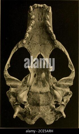 . I mammiferi terrestri e marini del Medio America e delle Indie Occidentali . MONACHUS TROPICALIS.No. 102536 U. S. N. MIIS. Dimensioni colll. ?. nat. FIELD COLUMBIAN MUSEUM. PIASTRA LVIII, ZOOLOGIA.. MONACHUS TROPICALIS.No. 102536 U. S. N. Mus. Bobina, g dimensione nat. i I CAMPO i/;! IJ/HiAJ /ir-Hi/ HATE L / ZOyLOOr. Foto Stock