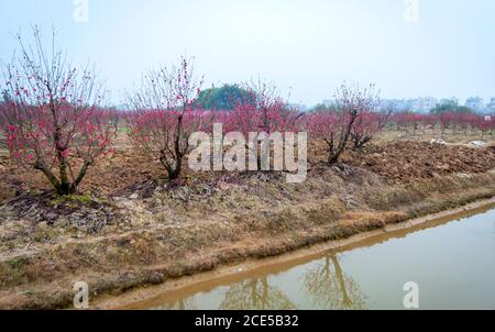 Nhat Tan giardino fiorito, un sobborgo di ha noi, Vietnam in primavera Foto Stock
