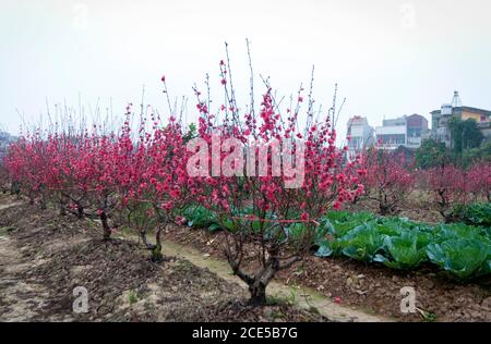 Nhat Tan giardino fiorito, un sobborgo di ha noi, Vietnam in primavera Foto Stock