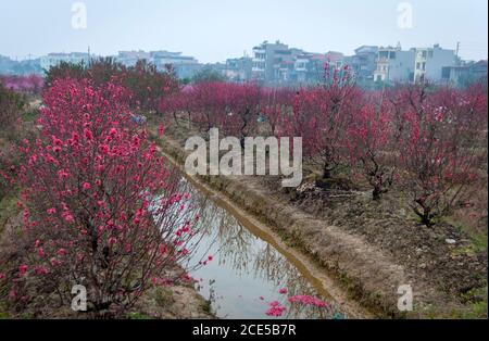 Nhat Tan giardino fiorito, un sobborgo di ha noi, Vietnam in primavera Foto Stock
