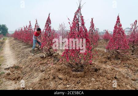 Nhat Tan giardino fiorito, un sobborgo di ha noi, Vietnam in primavera Foto Stock