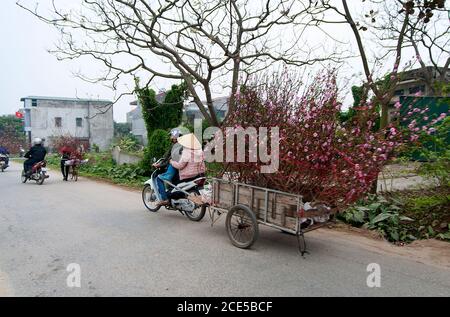 Nhat Tan giardino fiorito, un sobborgo di ha noi, Vietnam in primavera Foto Stock