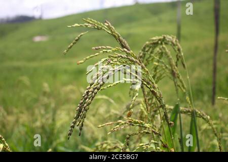 Forest spreading Mountain Farming campo di riso immagine di sfondo Foto Stock