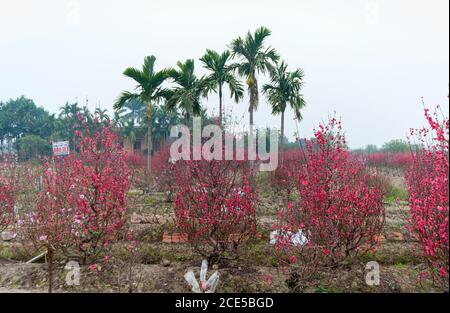 Nhat Tan giardino fiorito, un sobborgo di ha noi, Vietnam in primavera Foto Stock
