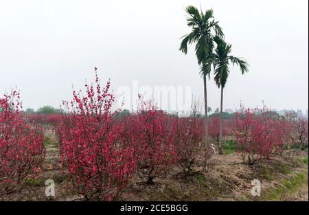 Nhat Tan giardino fiorito, un sobborgo di ha noi, Vietnam in primavera Foto Stock